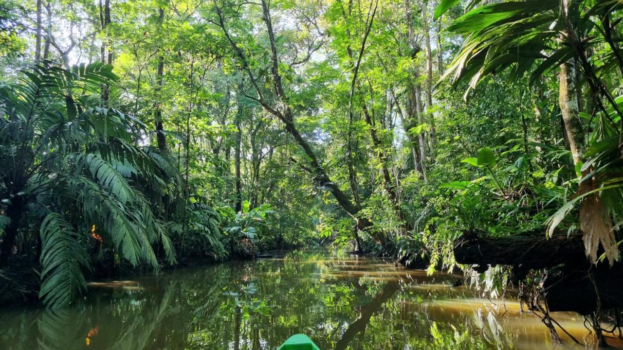 Hotel Wildlife Art House Tortuguero Exterior foto