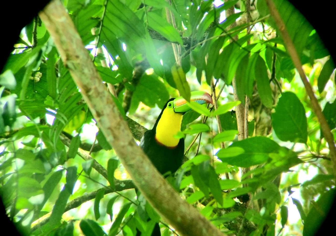 Hotel Wildlife Art House Tortuguero Exterior foto
