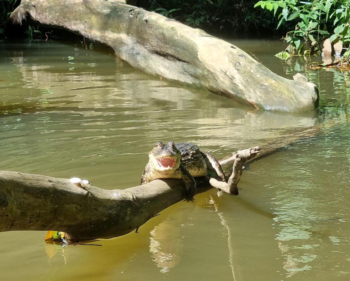 Hotel Wildlife Art House Tortuguero Exterior foto