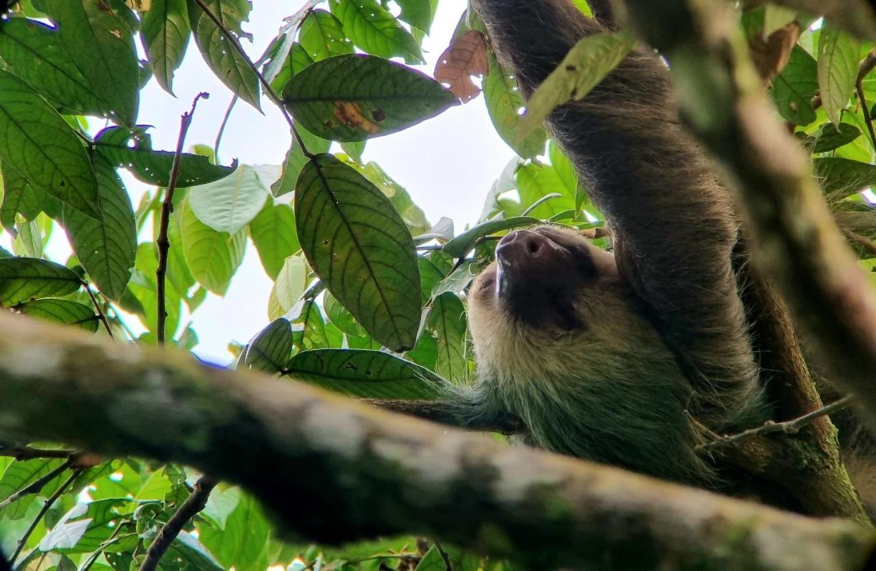 Hotel Wildlife Art House Tortuguero Exterior foto