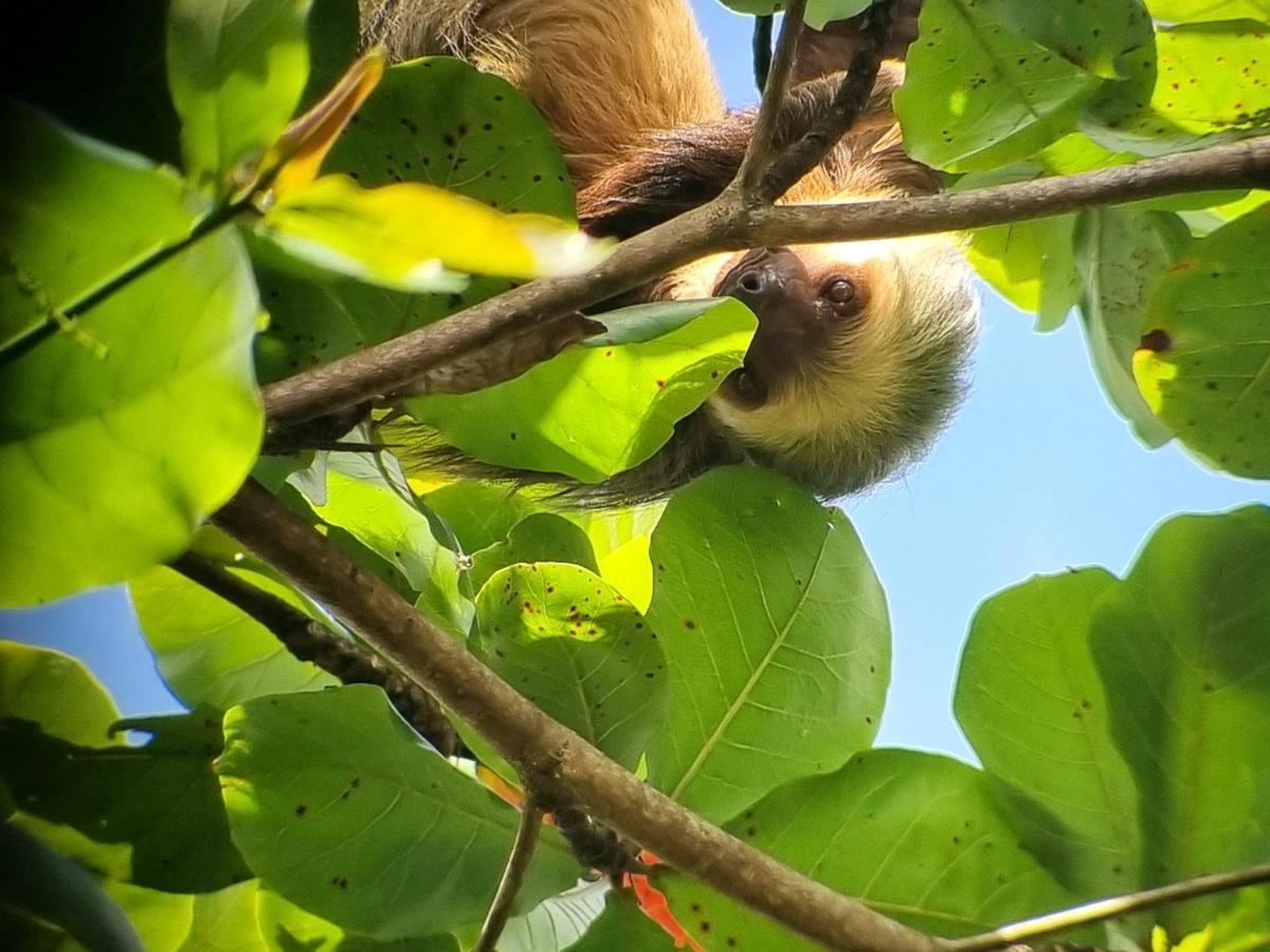 Hotel Wildlife Art House Tortuguero Exterior foto