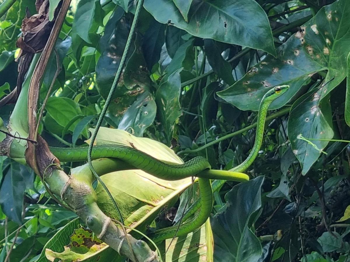 Hotel Wildlife Art House Tortuguero Exterior foto