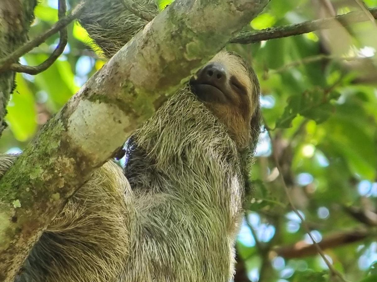 Hotel Wildlife Art House Tortuguero Exterior foto