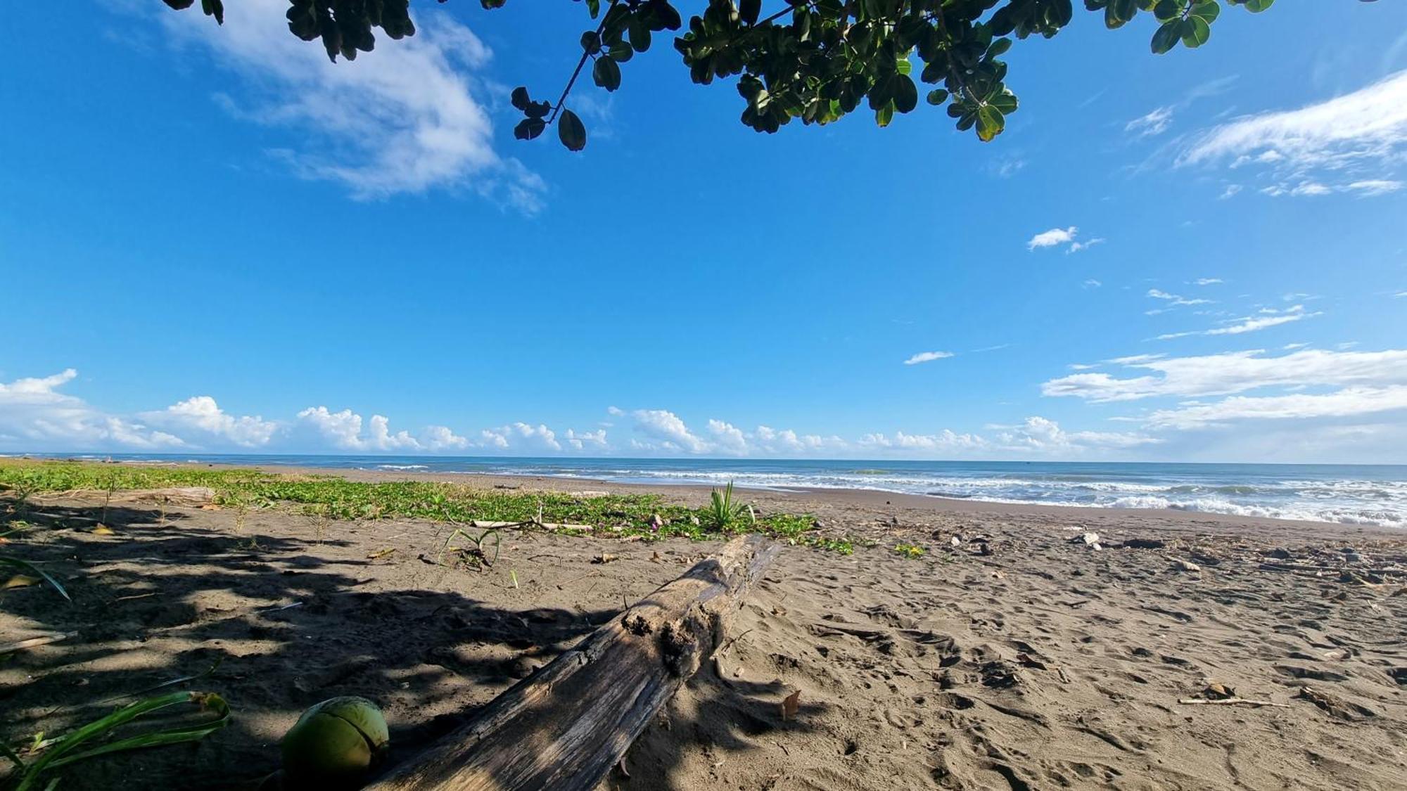 Hotel Wildlife Art House Tortuguero Exterior foto