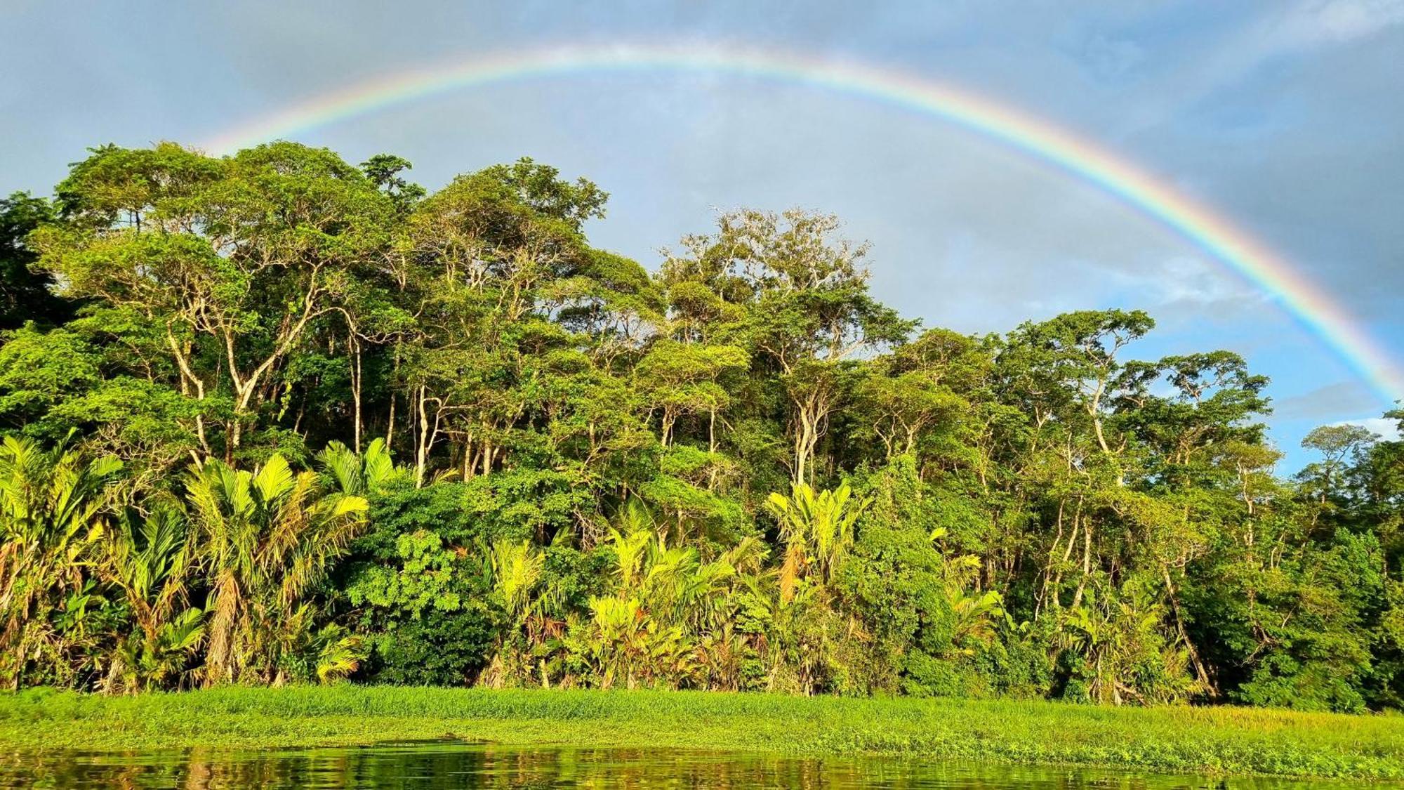 Hotel Wildlife Art House Tortuguero Exterior foto