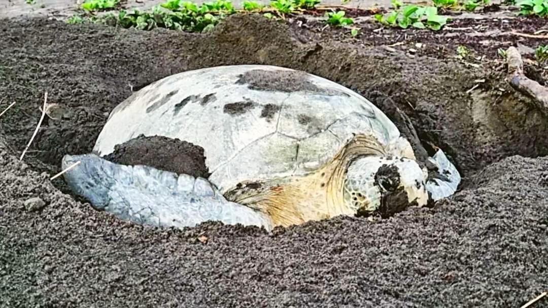 Hotel Wildlife Art House Tortuguero Exterior foto