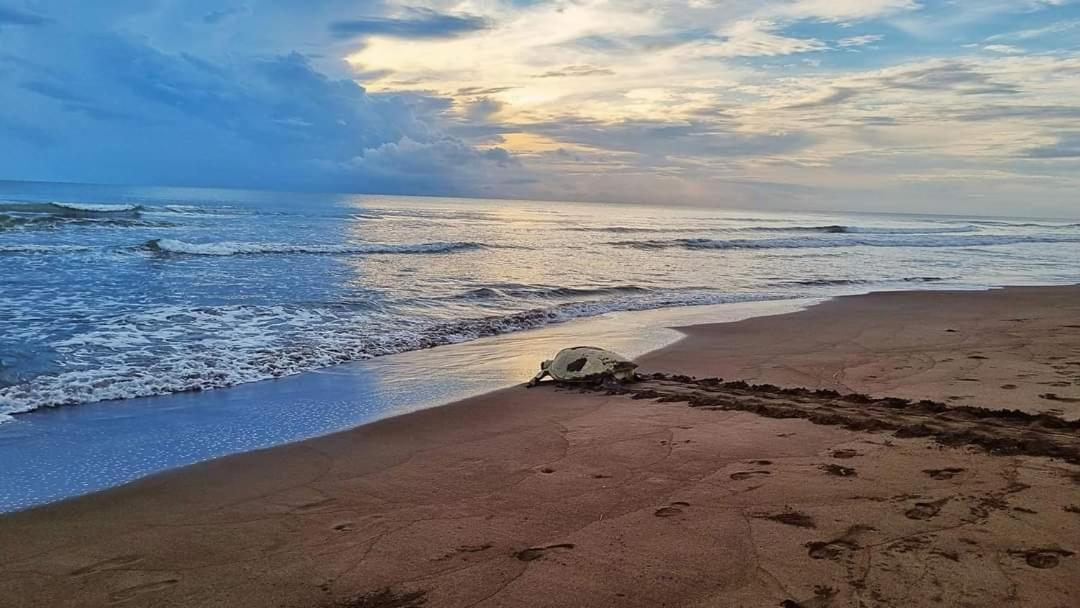 Hotel Wildlife Art House Tortuguero Exterior foto